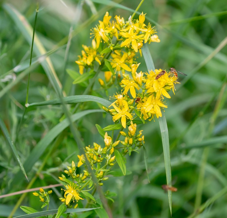 Aigremoine / Agrimony