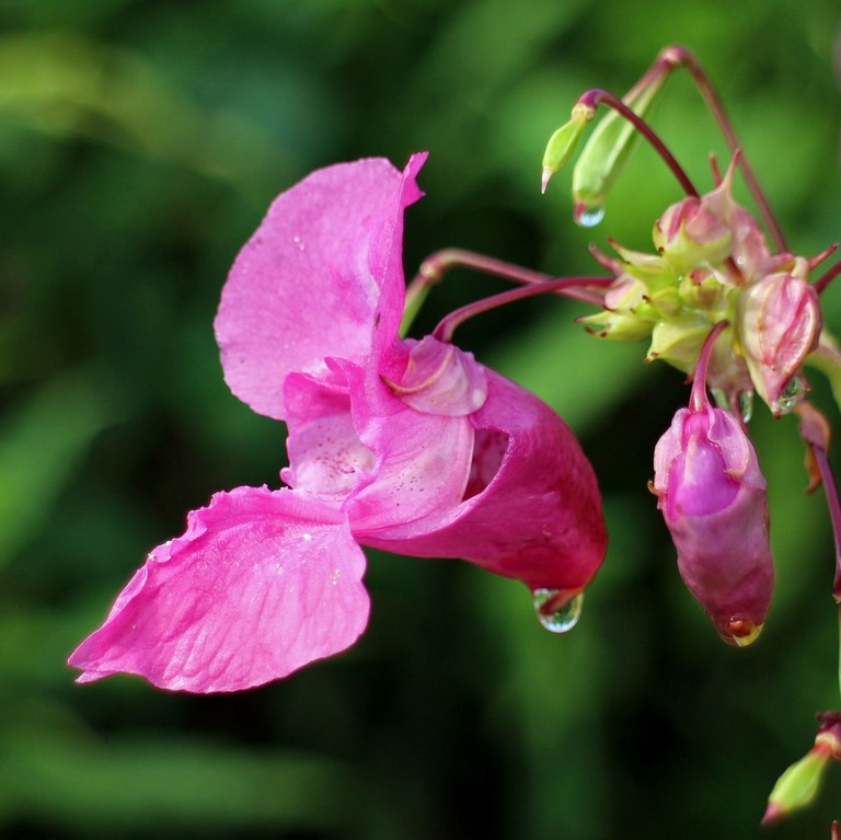 Balsamine  Impatiens