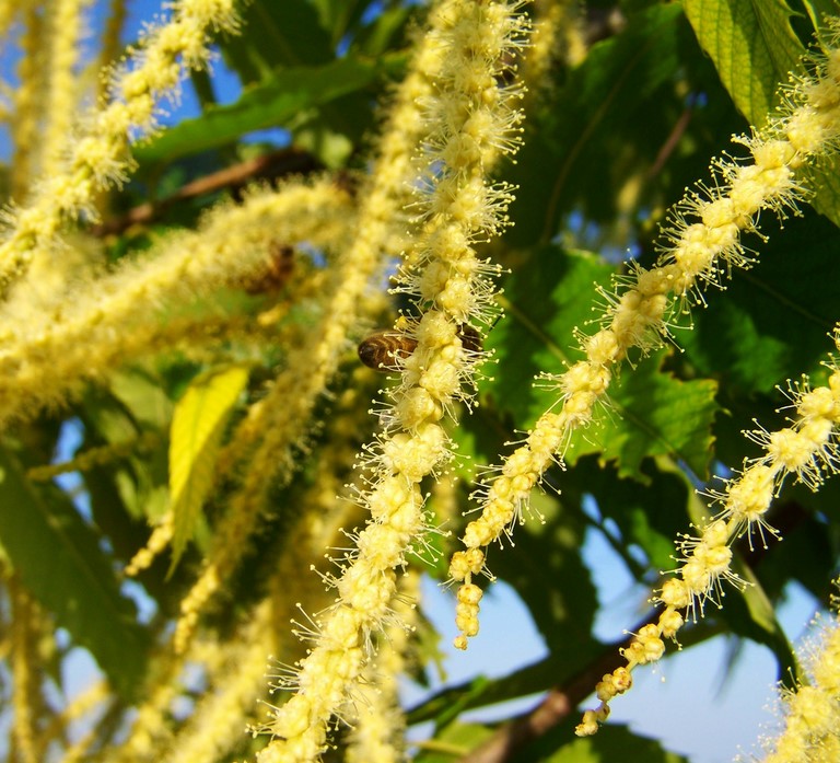 Châtaignier  Sweet chestnut 