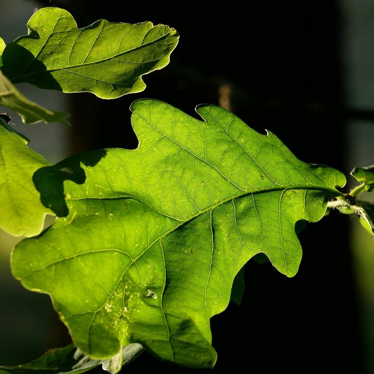 Chêne / Oak