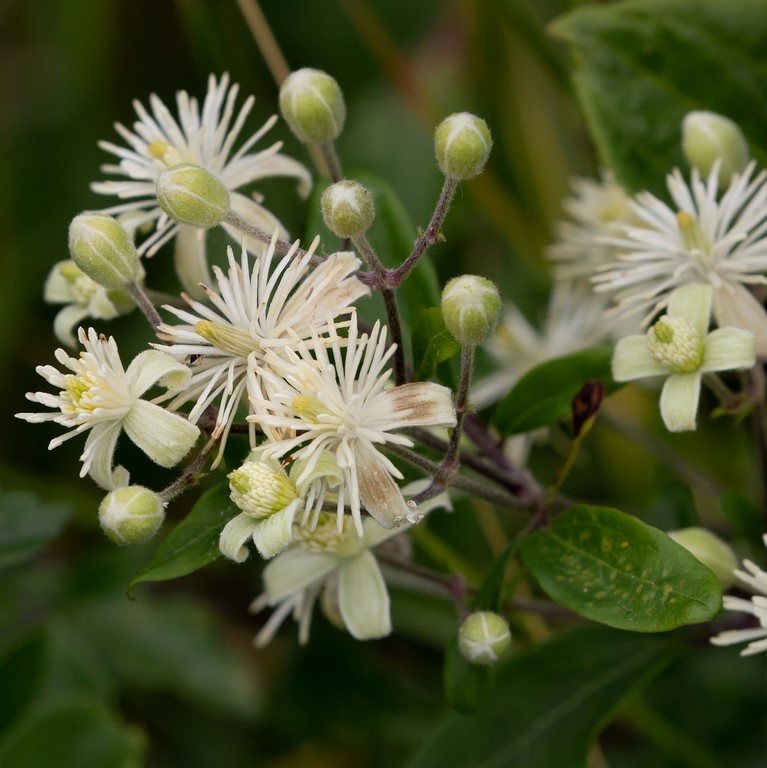 Clématite / Clematis