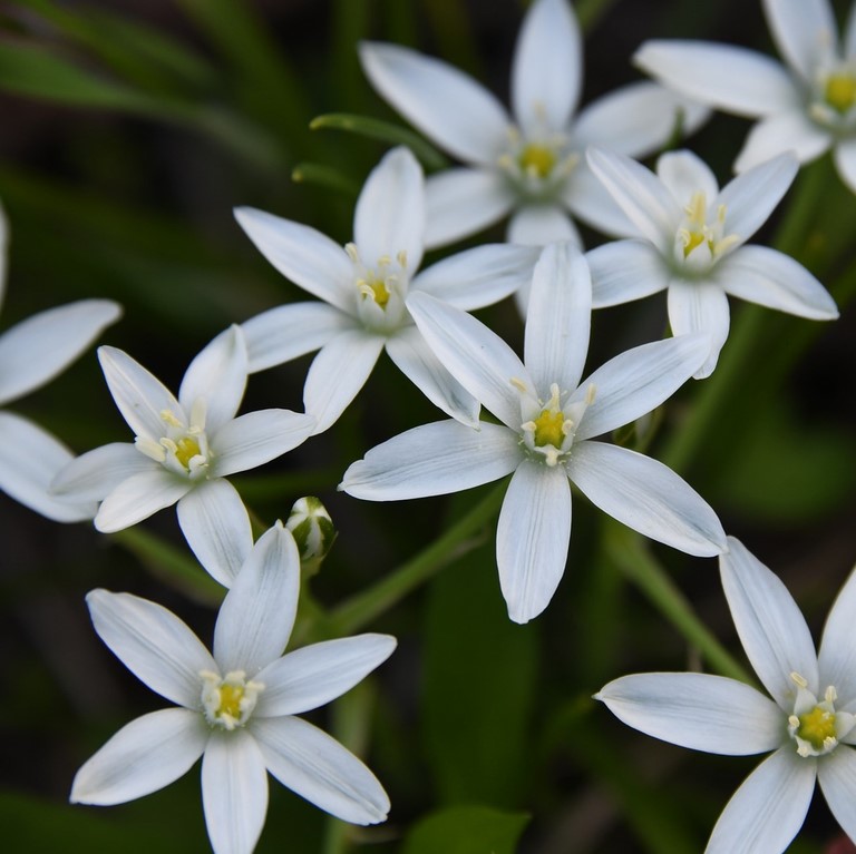 Etoile de  Star of Bethlehem