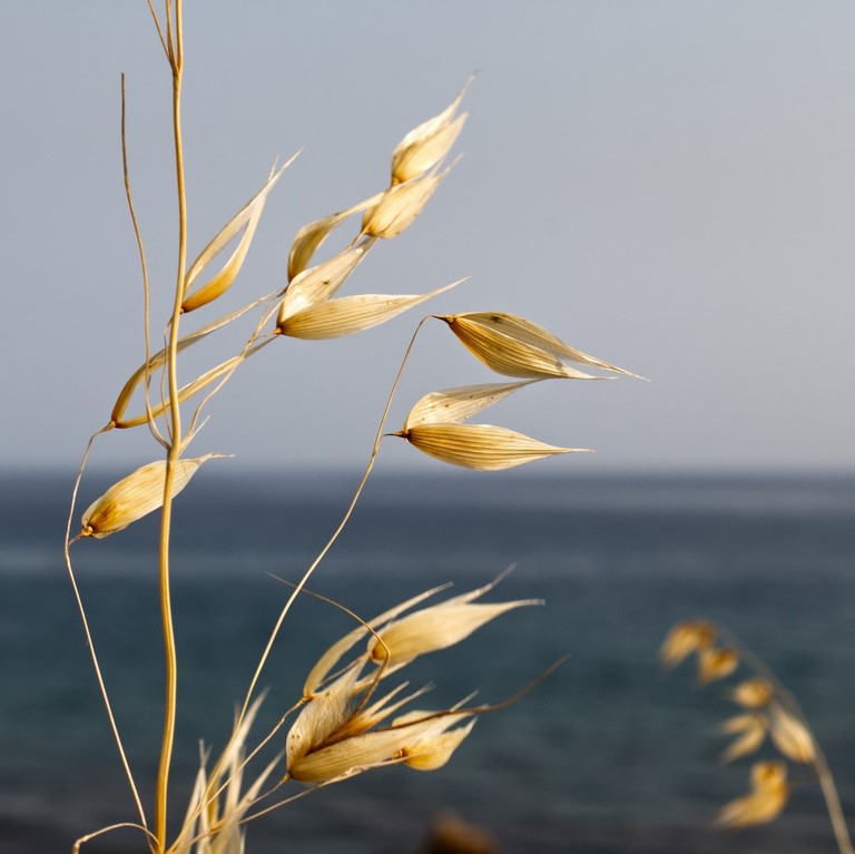 Folle avoine  Wild oat