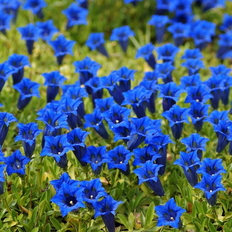 Gentiane / Gentian