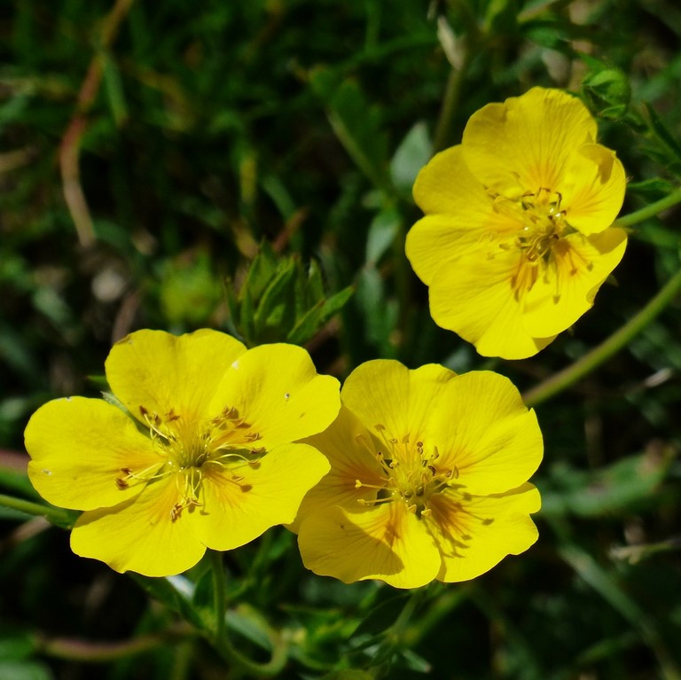 Hélianthème / Rock rose