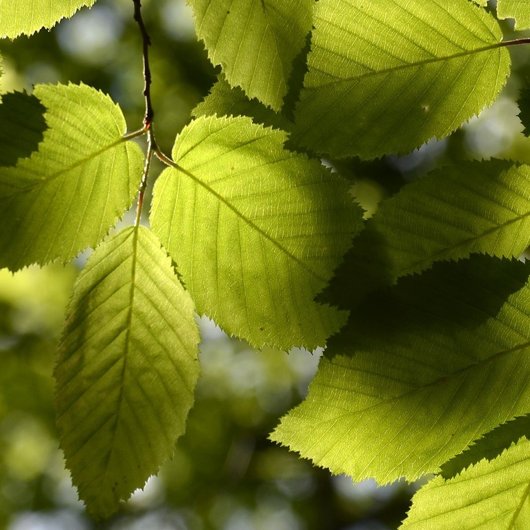 Hêtre / Beech