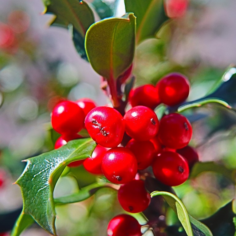 Houx  Holly