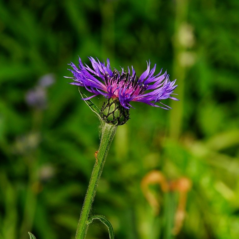 Petite centaurée / Centaury