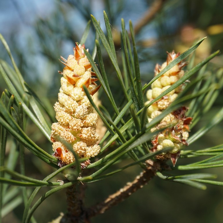 Pin sylvestre / Pine