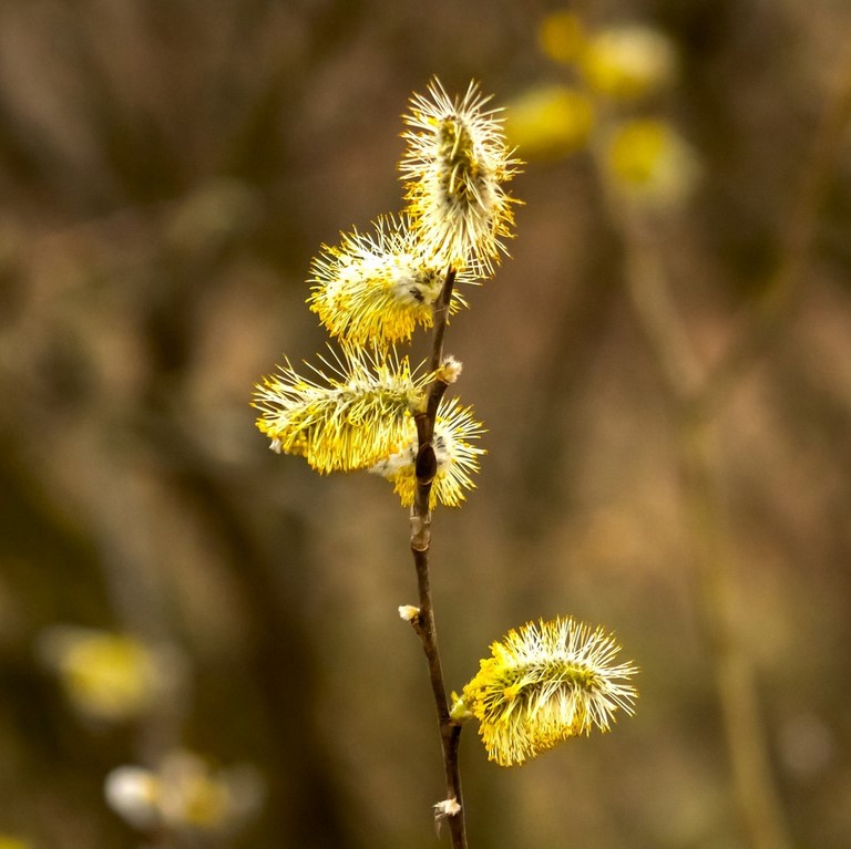 Saule / Willow