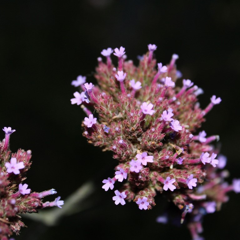 Verveine / Vervain