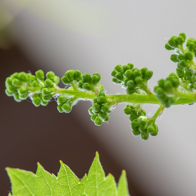 Vigne / Vine