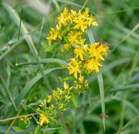 Aigremoine / Agrimony