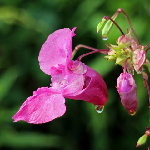 Balsamine  Impatiens