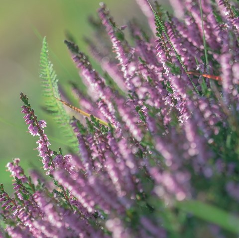 Bruyère commune  Heather