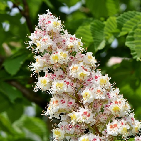 Marronnier / White chestnut