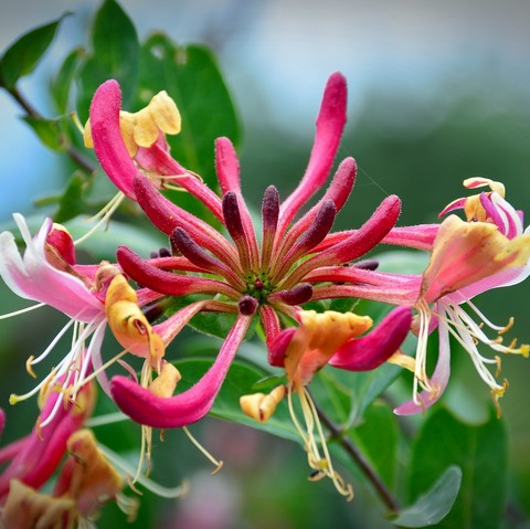 Chèvrefeuille / Honeysuckle