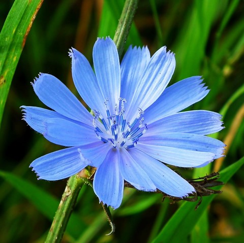 Chicorée / Chicory