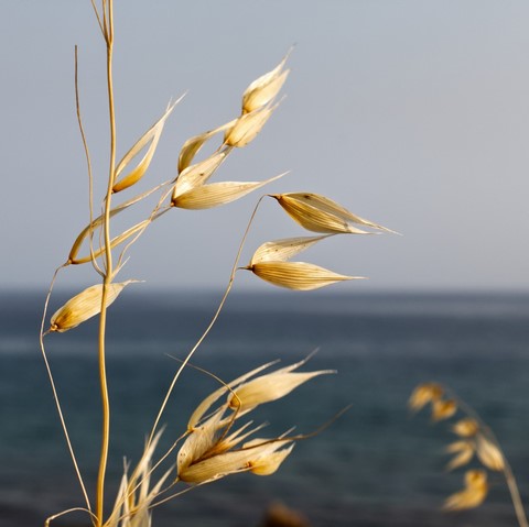 Folle avoine  Wild oat