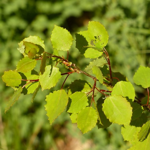 Peuplier tremble / Aspen