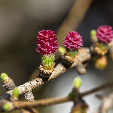 Mélèze / Larch