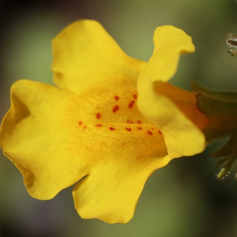 Mimulus