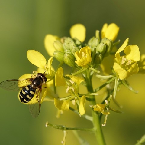 Moutarde / Mustard