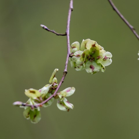 Orme champêtre / Elm