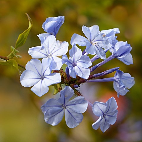 Plumbago / Cerato