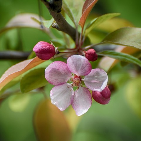 Pommier s. / Crab apple