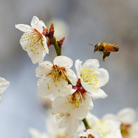 Prunier  Cherry plum