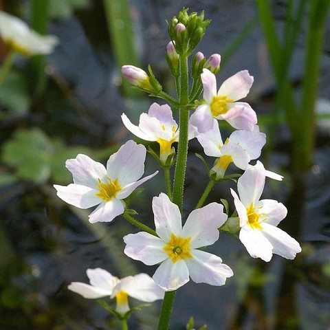 Violette d'eau / Water violet