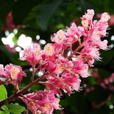 Marronnier rouge / Red chestnut